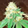 Flowerbomb Kush feminised Ganja Seeds купить семена конопли в России