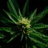 качественные семена конопли Cheese feminised