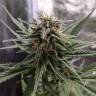 семена конопли наложенным платежом Cheese feminised