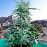 семена конопли курьером Critical feminised