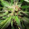 семена конопли в фирменной упаковке Caboose feminised Strain Hunters Seeds