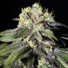 семена конопли f1 в оригинальной упаковке Caboose feminised Strain Hunters Seeds