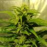 Snow Bud feminised Dutch Passion Seeds