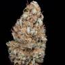 элитные сорта конопли Auto Haze CBD feminised Dinafem Seeds