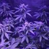 купить семена конопли Green Crack feminised Humboldt Seeds