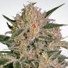 семена конопли медицинской Nebula II CBD feminised Paradise Seeds