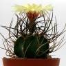 Купить семена кактуса Astrophytum niveum nudum pp 397