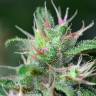 где можно заказать семена конопли Chill OM feminised