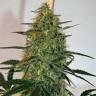 семена сортовой конопли Damnesia feminised Strain Hunters Seeds