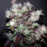 Strawberry Cough feminised Dutch Passion Seeds