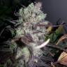 Strawberry Cough feminised Dutch Passion Seeds