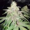семена конопли в России Bubba Kush regular Humboldt Seeds