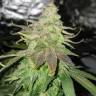 семена конопли Спб Bubba Kush regular Humboldt Seeds