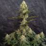 Critical Jack feminised Ganja Seeds купить качественные семена конопли по России в интернете
