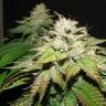 семена конопли в интернете Deep sleep feminised