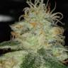Critical Sensi Star feminised Ganja Seeds