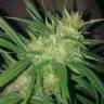 The Edge feminised Dutch Passion Seeds