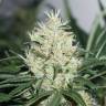 The Edge feminised Dutch Passion Seeds