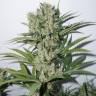 The Edge feminised Dutch Passion Seeds