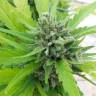 Deep Cheese feminised Dinafem Seeds