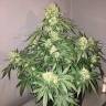 Auto Beshbarmak feminised Bang Seeds Auto Beshbarmak feminised Bang Seeds