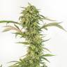 семена конопли Auto OG Kush CBD feminised Dinafem Seeds