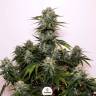 конопля семена сорта заказать Auto Tangie'matic feminised Fast Buds