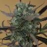 семена конопли для курения Chemdawg regular Humboldt Seeds