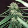 семена конопли элитных сортов Auto Fraggle Skunk feminised Philosopher Seeds