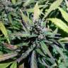 семена конопли аутдор Auto Fraggle Skunk feminised Philosopher Seeds