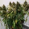 семена конопли в интернете Auto Fraggle Skunk feminised Philosopher Seeds