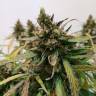 семена конопли скороспелый купить Auto Fraggle Skunk feminised Philosopher Seeds