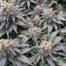 Blue Widow feminised Ganja Seeds Купить семена каннабиса в интернете