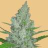 Семена ганжы Auto Pineapple Chunk feminised Ganja Seeds купить