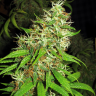 семена конопли феменизированные Critical Super Silver Haze feminised