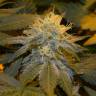 семена конопли в оригинальных упаковках Flowerbomb Kush feminised Strain Hunters Seeds