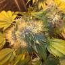 семена конопли недорого Flowerbomb Kush feminised Strain Hunters Seeds