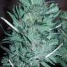 заказ семян конопли Mataro Blue regular Ganja Seeds