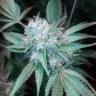 где заказать семена конопли Mataro Blue regular Ganja Seeds