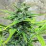семена конопли марихуаны Auto Trojan regular