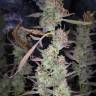 семена индийской конопли Auto West Coast O.G. feminised Fast Buds