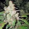 семена конопли аутдор Lemon Thai Kush regular Humboldt Seeds