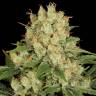 семена конопли для посадки купить AK-47 feminised Serious Seeds
