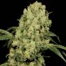 семена конопли медицинской AK-47 feminised Serious Seeds