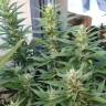 семена конопли курьером Red Mandarine F1 Fast Version feminised Sweet Seeds