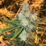 Sage n Sour feminised Ganja Seeds дешевые семена марихуаны для коллекции