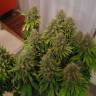 Качественные семена конопли White Widow feminised Ganja Seeds