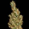 семена конопли для посадки купить Auto Kali Mist feminised