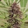 Fruity Trips feminised Ganja Seeds