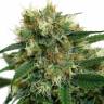 заказ семян конопли Спб Fruity Trips feminised